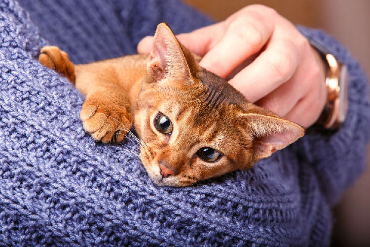 動物,犬,猫,しつけ,飼い方,育て方,病気,健康