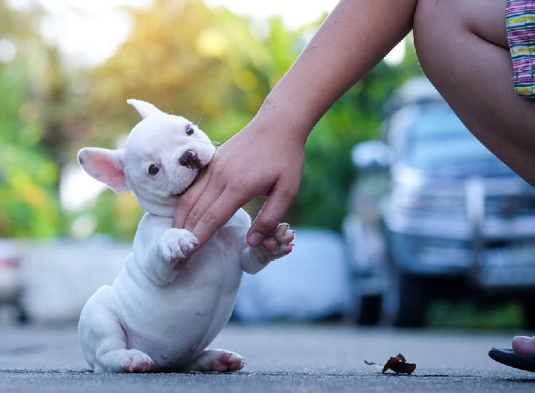 動物,犬,猫,しつけ,飼い方,育て方,病気,健康