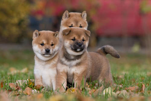 動物,犬,猫,しつけ,飼い方,育て方,病気,健康