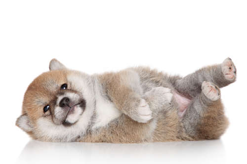 動物,犬,猫,しつけ,飼い方,育て方,病気,健康