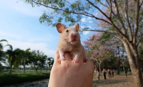 動物,犬,猫,しつけ,飼い方,育て方,病気,健康