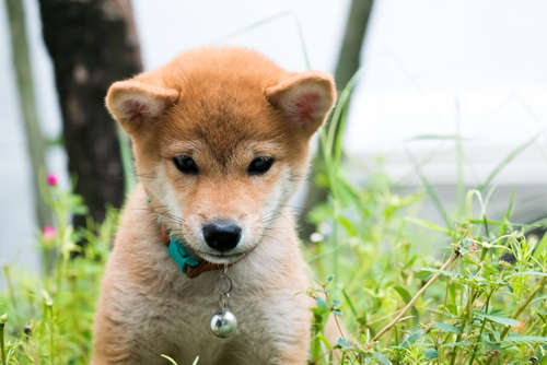 動物,犬,猫,しつけ,飼い方,育て方,病気,健康