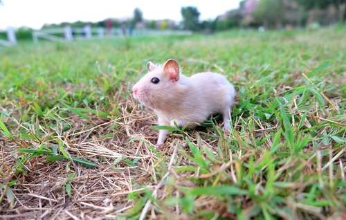 動物,犬,猫,しつけ,飼い方,育て方,病気,健康