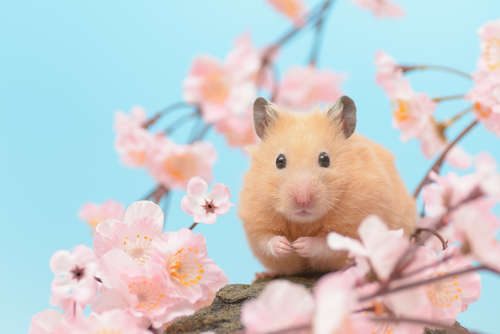 動物,犬,猫,しつけ,飼い方,育て方,病気,健康