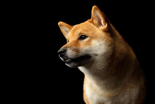 動物,犬,猫,しつけ,飼い方,育て方,病気,健康