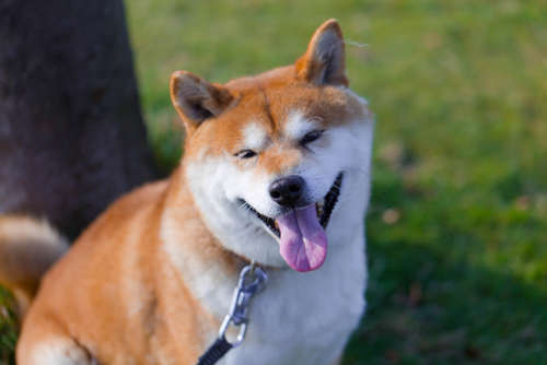 動物,犬,猫,しつけ,飼い方,育て方,病気,健康