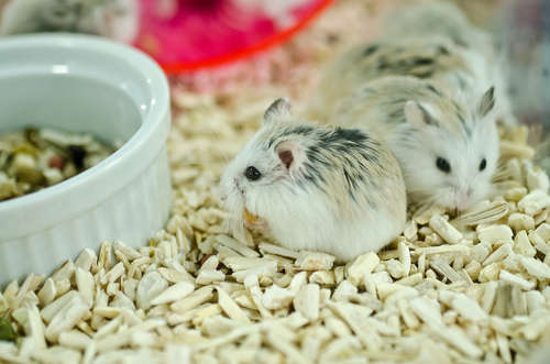 動物,犬,猫,しつけ,飼い方,育て方,病気,健康