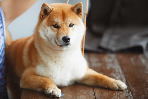 動物,犬,猫,しつけ,飼い方,育て方,病気,健康