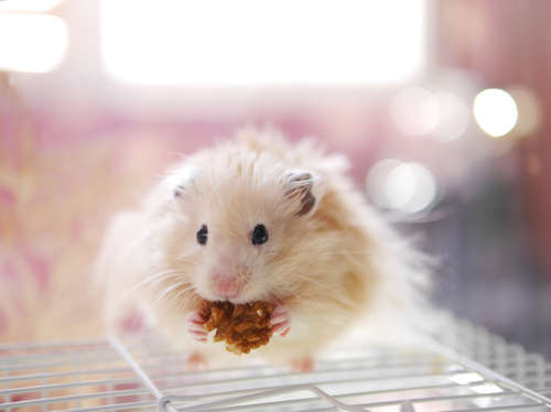動物,犬,猫,しつけ,飼い方,育て方,病気,健康