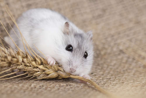 動物,犬,猫,しつけ,飼い方,育て方,病気,健康