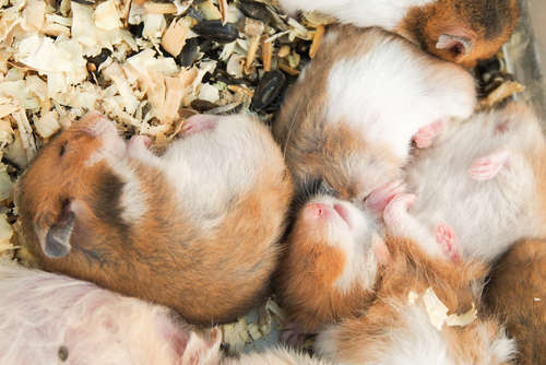動物,犬,猫,しつけ,飼い方,育て方,病気,健康