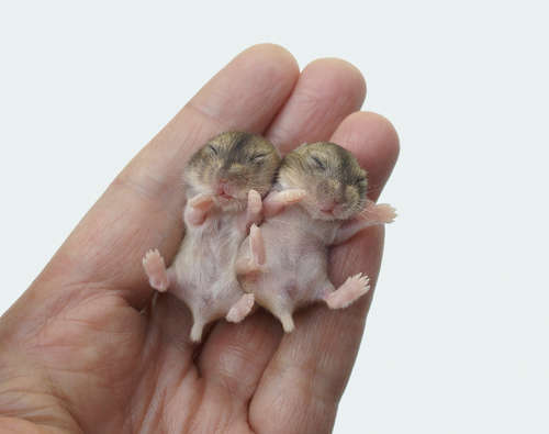 動物,犬,猫,しつけ,飼い方,育て方,病気,健康