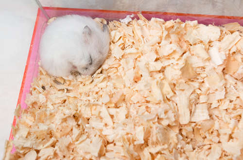 動物,犬,猫,しつけ,飼い方,育て方,病気,健康