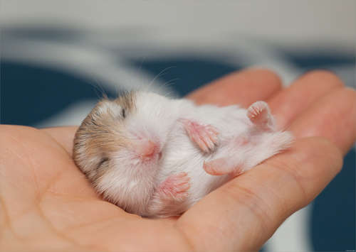動物,犬,猫,しつけ,飼い方,育て方,病気,健康