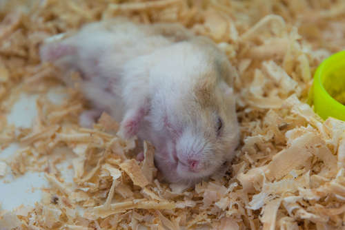 動物,犬,猫,しつけ,飼い方,育て方,病気,健康