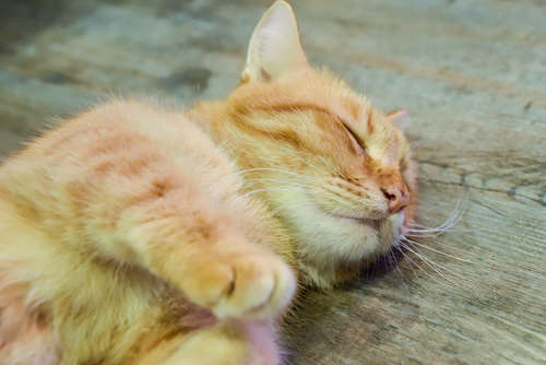 動物,犬,猫,しつけ,飼い方,育て方,病気,健康
