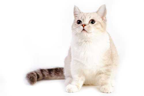 動物,犬,猫,しつけ,飼い方,育て方,病気,健康