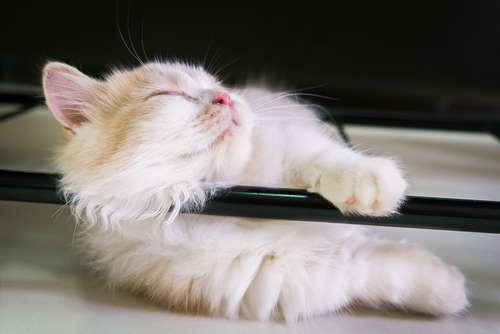 動物,犬,猫,しつけ,飼い方,育て方,病気,健康