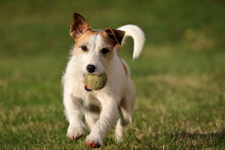 動物,犬,猫,しつけ,飼い方,育て方,病気,健康