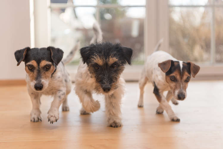 動物,犬,猫,しつけ,飼い方,育て方,病気,健康