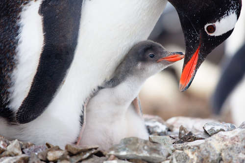 ペンギン