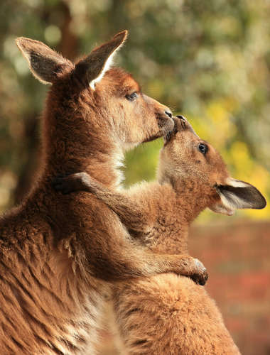 カンガルー