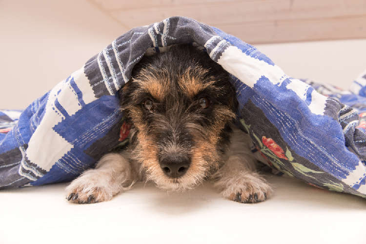動物,犬,猫,しつけ,飼い方,育て方,病気,健康