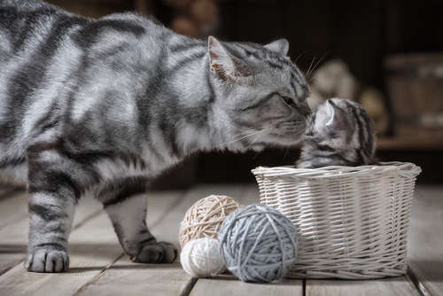 ねこ