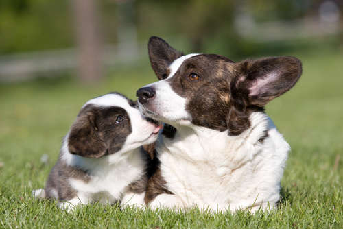 犬