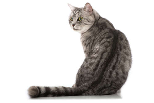 動物,犬,猫,しつけ,飼い方,育て方,病気,健康