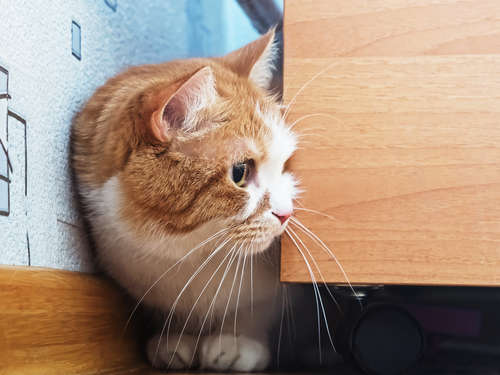 動物,犬,猫,しつけ,飼い方,育て方,病気,健康