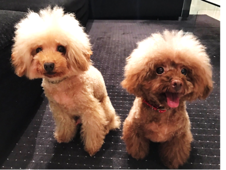 動物,犬,猫,しつけ,飼い方,育て方,病気,健康