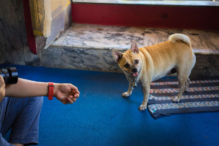 人気のミックス犬種、その人気に迫る