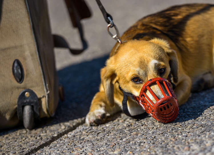 犬に口輪付けるってどうなの? 効果やストレスは?