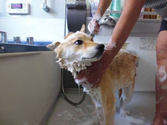 動物,犬,猫,しつけ,飼い方,育て方,病気,健康