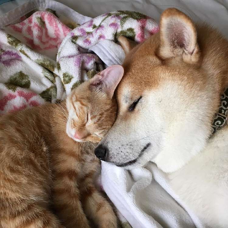 保護された子猫にメロメロになった柴犬! いつも仲良く、寄り添い合う姿に胸がホッコリする♡
