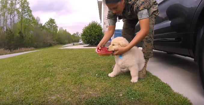 動物,犬,猫,しつけ,飼い方,育て方,病気,健康