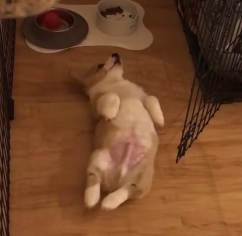 動物,犬,猫,しつけ,飼い方,育て方,病気,健康