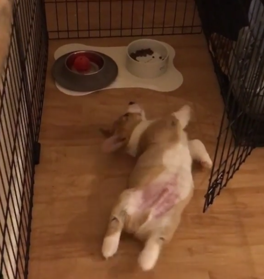 動物,犬,猫,しつけ,飼い方,育て方,病気,健康