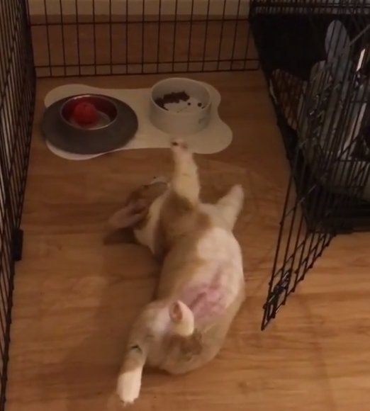 動物,犬,猫,しつけ,飼い方,育て方,病気,健康