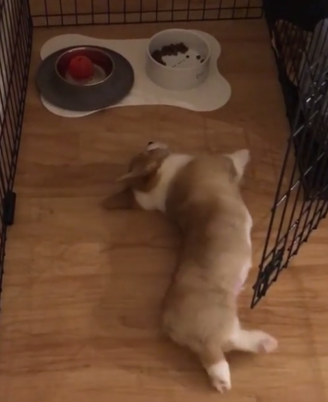 動物,犬,猫,しつけ,飼い方,育て方,病気,健康