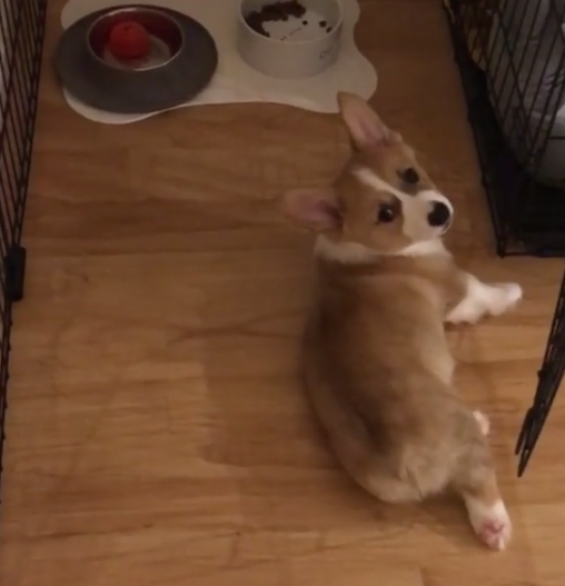 動物,犬,猫,しつけ,飼い方,育て方,病気,健康