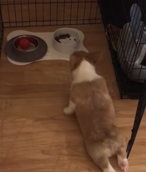 動物,犬,猫,しつけ,飼い方,育て方,病気,健康