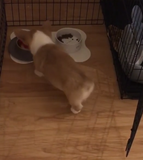 動物,犬,猫,しつけ,飼い方,育て方,病気,健康