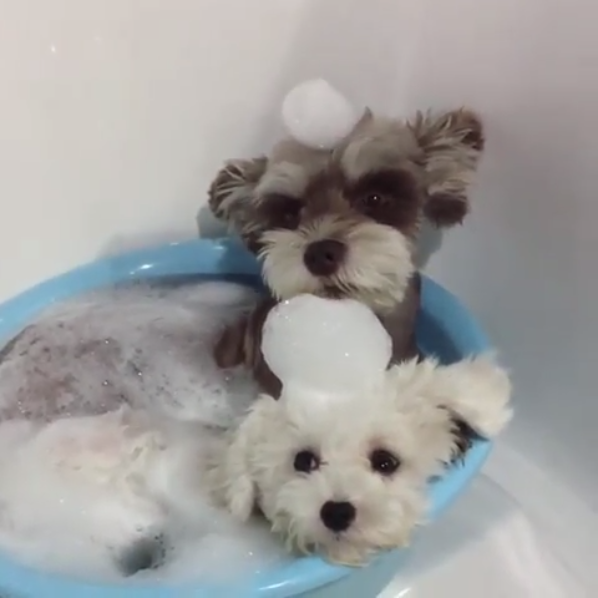 動物,犬,猫,しつけ,飼い方,育て方,病気,健康