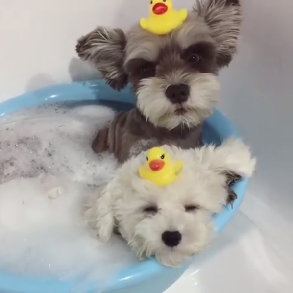 動物,犬,猫,しつけ,飼い方,育て方,病気,健康