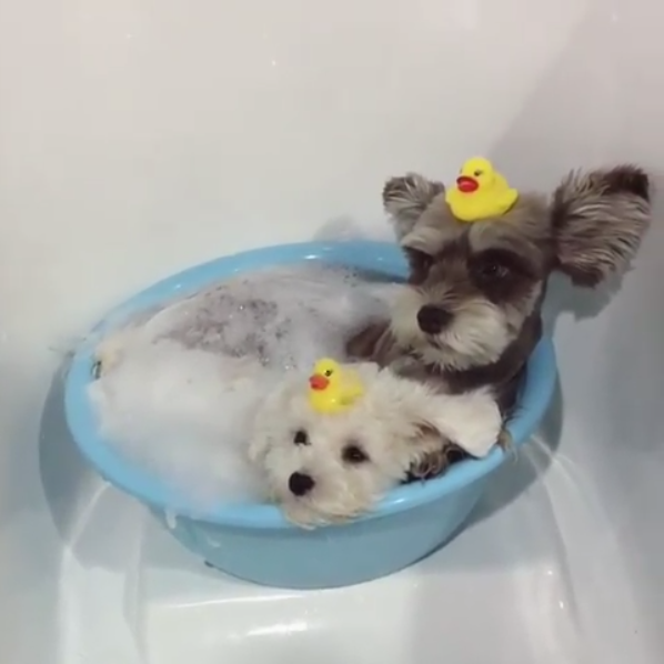 動物,犬,猫,しつけ,飼い方,育て方,病気,健康