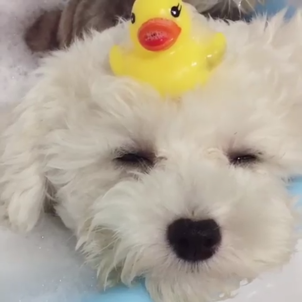 動物,犬,猫,しつけ,飼い方,育て方,病気,健康