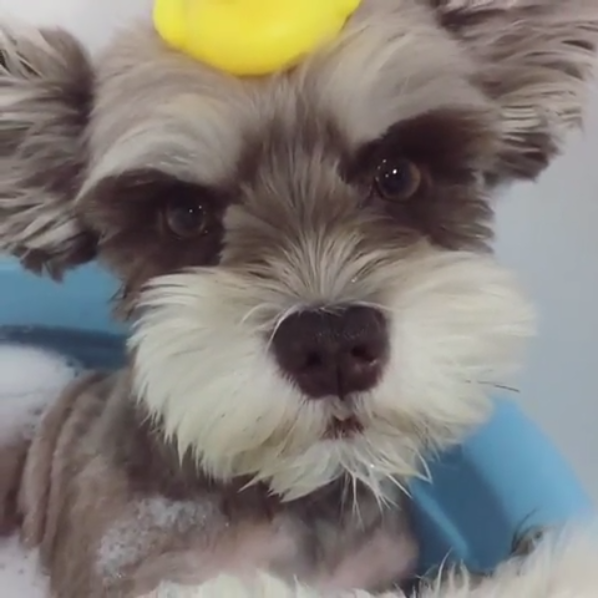 動物,犬,猫,しつけ,飼い方,育て方,病気,健康