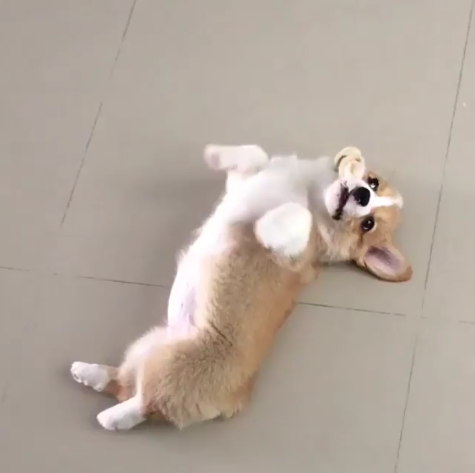 動物,犬,猫,しつけ,飼い方,育て方,病気,健康